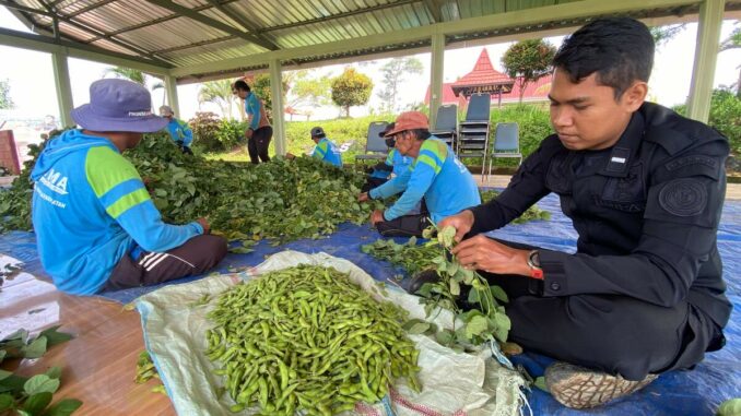 Panen Edamame di SAE Lapas Kelas I Malang: Wujud Konsistensi Kemandirian Warga Binaan. (L'SIMA).