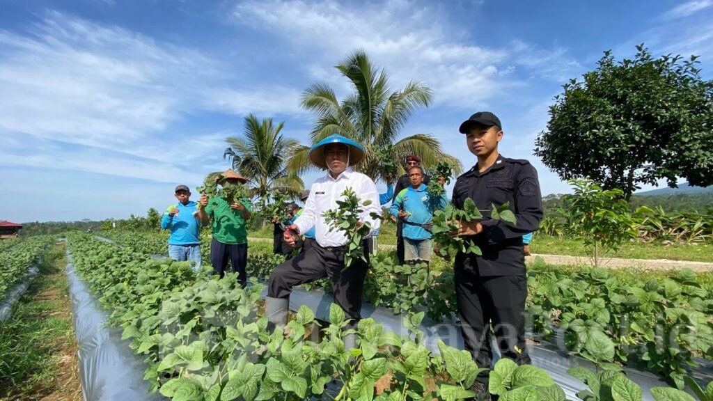 Panen Edamame di SAE Lapas Kelas I Malang: Wujud Konsistensi Kemandirian Warga Binaan. (L'SIMA).