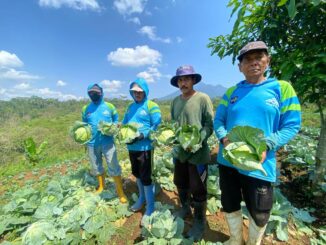 Panen Awal Kubis SAE Lapas Kelas I Malang: Bukti Kemandirian Warga Binaan, Rabu 8 Oktober 2025. (Sumber L'SIMA).