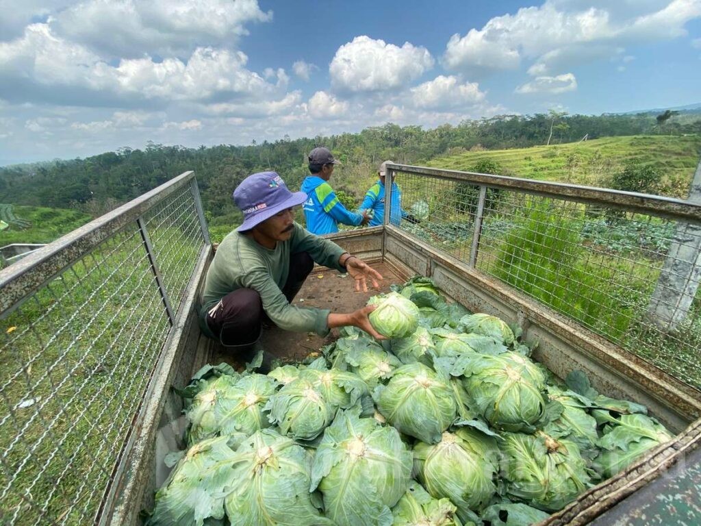 Panen Awal Kubis SAE Lapas Kelas I Malang: Bukti Kemandirian Warga Binaan, Rabu 8 Oktober 2025. (Sumber L'SIMA).