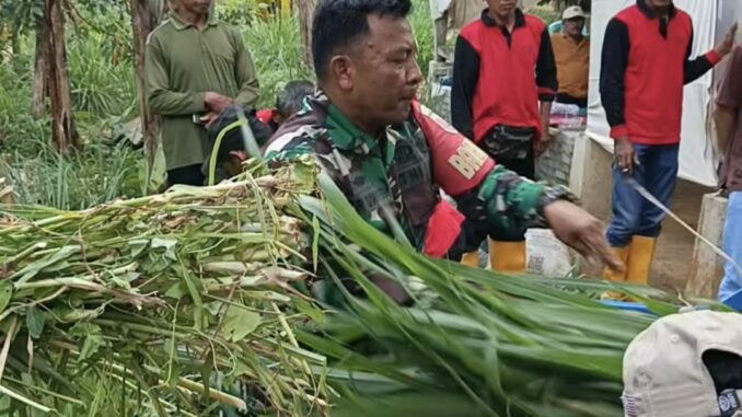 Babinsa Lebakharjo, Serma Nur Sohib saat praktekkan menggiling rumput gajah untuk diolah jadi pakan ternak di Dusun Krajan 2, Lebakharjo, Ampelgading, Kabupaten Malang, Jawa Timur, Senin (13/10/2025).