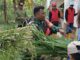Babinsa Lebakharjo, Serma Nur Sohib saat praktekkan menggiling rumput gajah untuk diolah jadi pakan ternak di Dusun Krajan 2, Lebakharjo, Ampelgading, Kabupaten Malang, Jawa Timur, Senin (13/10/2025).