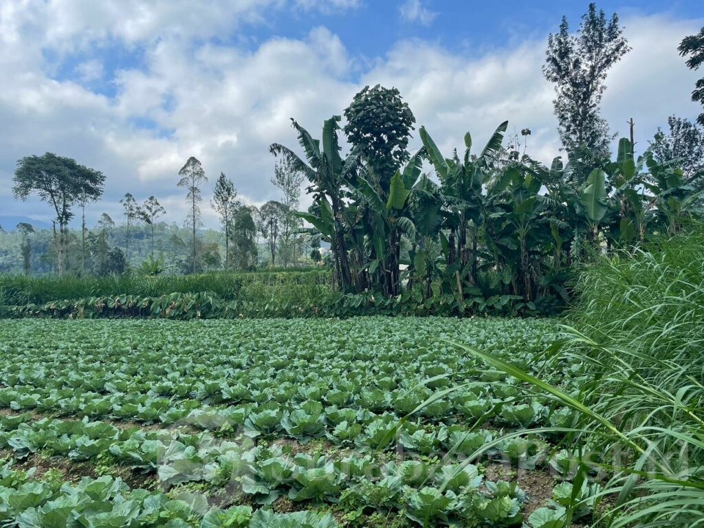 Objek kedua adalah satu bidang tanah pekarangan yang terletak di Desa Gesingan, Kelurahan Pujon Lor, Kecamatan Pujon, Kabupaten Malang. (ist).
