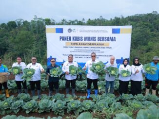Kubis Berkualitas Tinggi dari Lapas Malang, Siap Menggempur Pasar Taiwan. (Sumber L'SIMA).