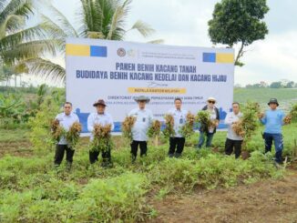 Panen Perdana Kacang Tanah di SAE L'SIMA Ngajum, Kakanwil Ditjenpas Jatim: Hasil Kolaborasi yang Luar Biasa, Senin 11 November 2025. (Sumber L'SIMA).