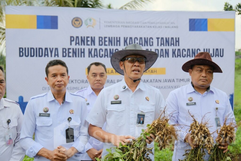 Kakanwil Direktorat Jenderal Pemasyarakatan Jawa Timur, Kadiyono memimpin panen perdana komoditas kacang tanah di SAE L'SIMA Ngajum. (ist).
