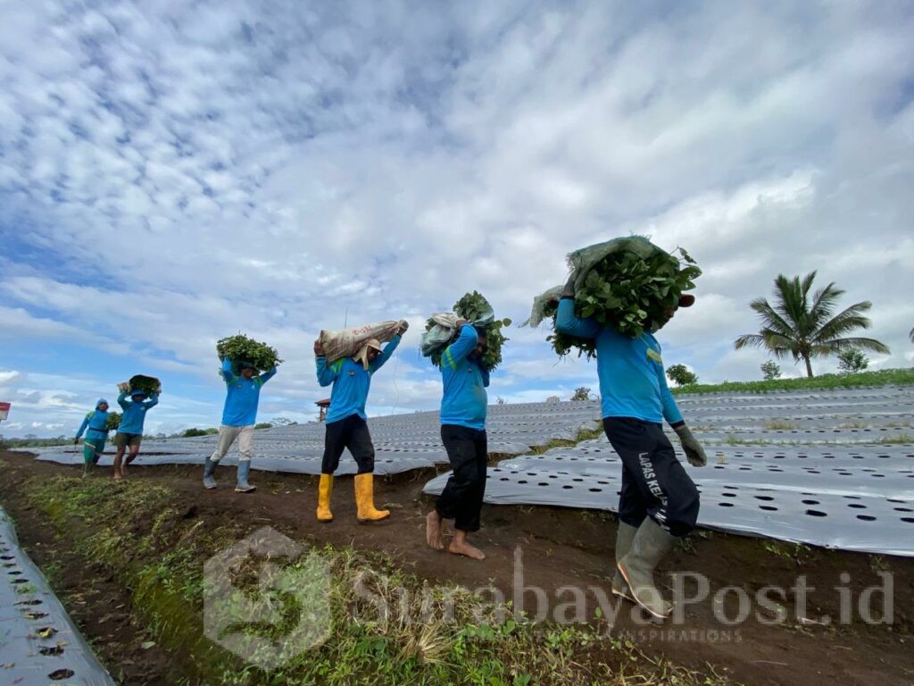 Panen Edamame di Lapas Malang: Warga Binaan Tunjukkan Keterampilan Pertanian yang Mengimpresi. (Humas L'SIMA).