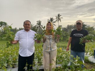 Panen Edamame di Lapas Malang: Warga Binaan Tunjukkan Keterampilan Pertanian yang Mengimpresi. (Humas L'SIMA).