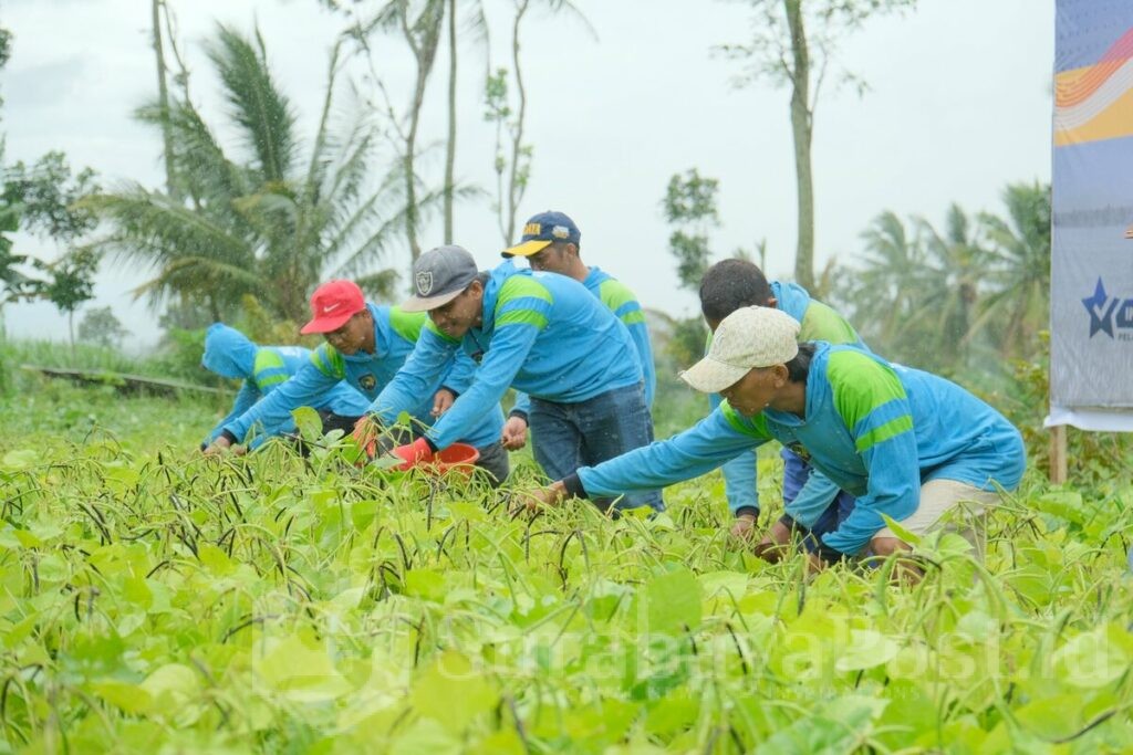 Panen raya serentak yang diikuti Lapas Kelas 1 Malang. (Sumber L'SIMA).