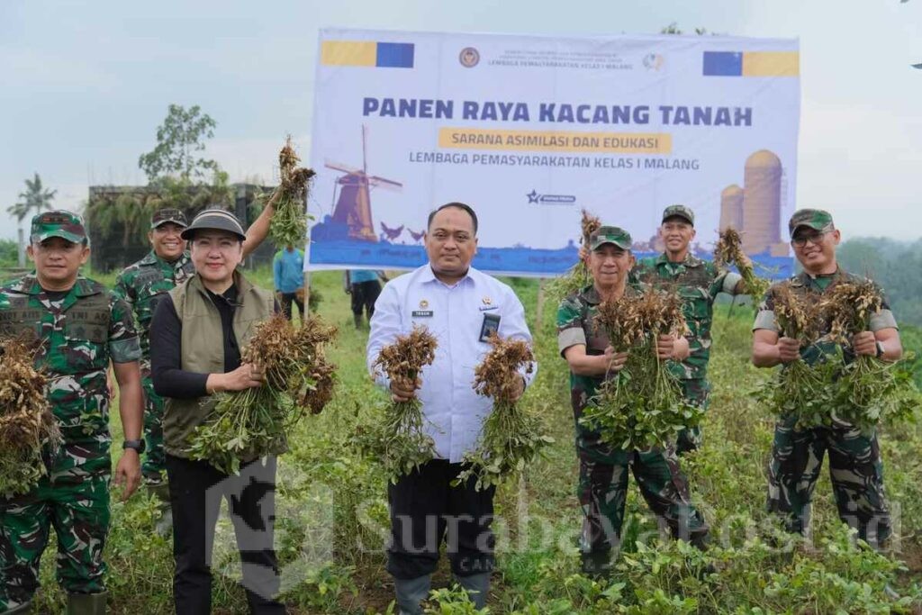 Kegiatan diakhiri dengan panen simbolis kacang tanah yang menjadi salah satu komoditas unggulan program ketahanan pangan SAE L'SIMA. (ist).