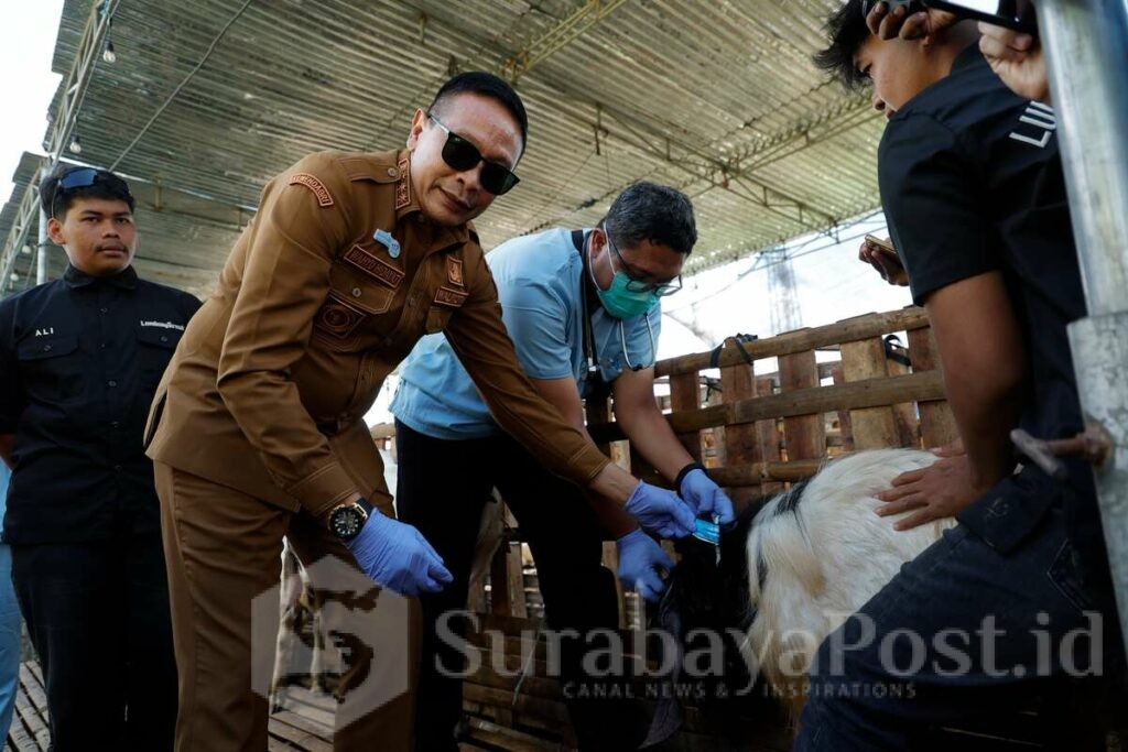 Wali Kota Wahyu Hidayat Cek Langsung Hewan Kurban, Pastikan Bebas Penyakit, Senin 25 Mei 2026. (Sumber Prokompim).