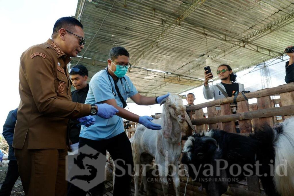Wali Kota Wahyu Hidayat Cek Langsung Hewan Kurban, Pastikan Bebas Penyakit, Senin 25 Mei 2026. (Sumber Prokompim).