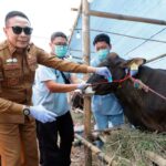 Wali Kota Wahyu Hidayat Cek Langsung Hewan Kurban, Pastikan Bebas Penyakit, Senin 25 Mei 2026. (Sumber Prokompim).