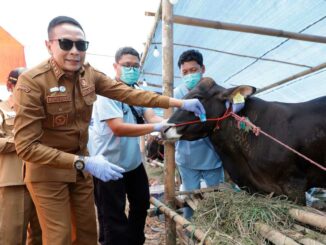 Wali Kota Wahyu Hidayat Cek Langsung Hewan Kurban, Pastikan Bebas Penyakit, Senin 25 Mei 2026. (Sumber Prokompim).
