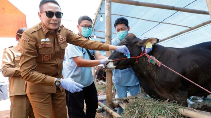 Wali Kota Wahyu Hidayat Cek Langsung Hewan Kurban, Pastikan Bebas Penyakit, Senin 25 Mei 2026. (Sumber Prokompim).