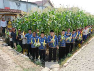 Panen Perdana di Balik Tembok Lapas Malang, Jagung Manis 300 Meter Persegi Hasilkan 4 Kuintal. (Sumber L'SIMA).