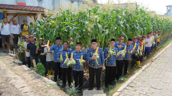 Panen Perdana di Balik Tembok Lapas Malang, Jagung Manis 300 Meter Persegi Hasilkan 4 Kuintal. (Sumber L'SIMA).